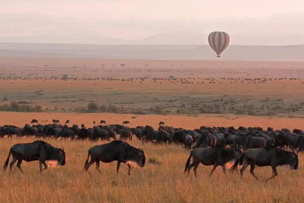 Classic masai mara savannah landscape with wildebeest herd foreground and hot air balloon backdrop – Masai Mara, Kenya