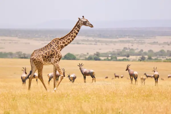 Giraffe walking at amazing morning light in Masai Mara NP, Kenya, East Africa