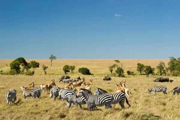 Herd of zebra in masai mara