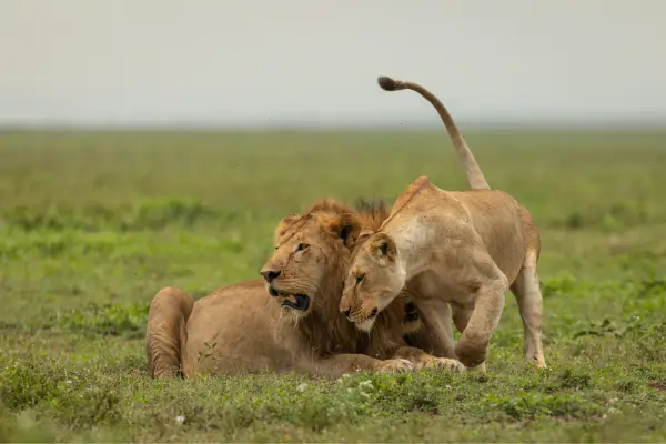 Majestic Male and Female Lions in the Mara